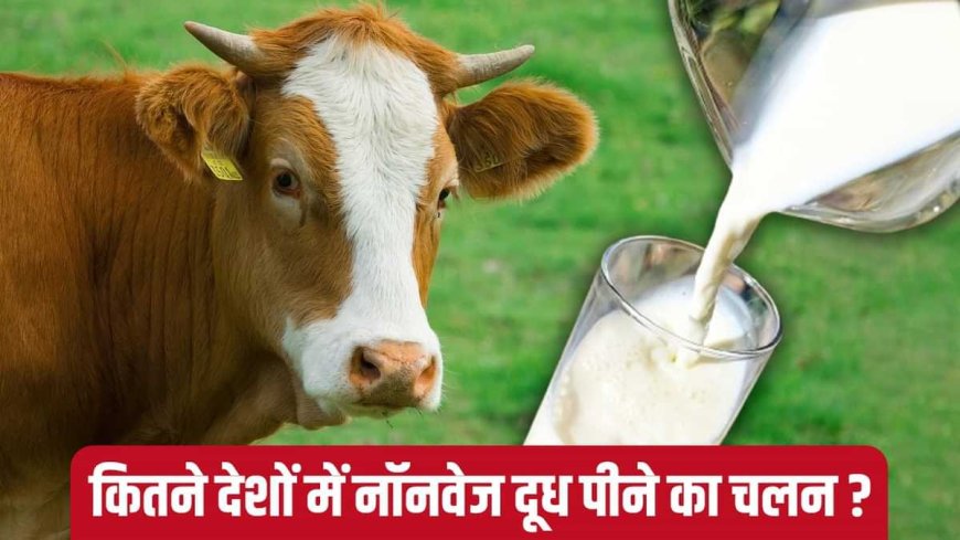 Non Veg Milk: क्या है नॉन वेज दूध? इसके कारण क्यों अटकी है भारत और अमेरिका के बीच व्यापार की शर्तें