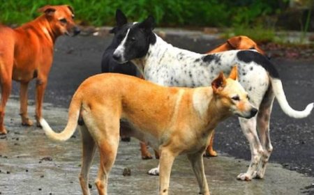 गदरपुर: शहर में आवारा कुत्तों का आतंक