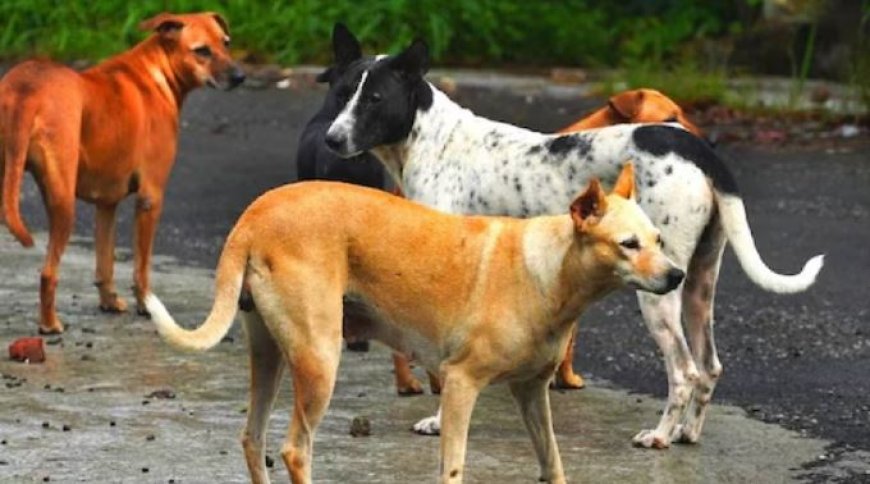 गदरपुर: शहर में आवारा कुत्तों का आतंक