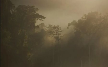 जंगलों से चिंताजनक रिपोर्ट: पाँच वर्षों में उत्तराखंड में 86 बाघ और 749 तेंदुओं की मौत, कई मामलों में कारण अब भी “अज्ञात”