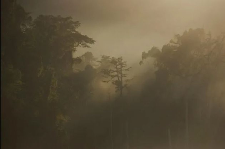 जंगलों से चिंताजनक रिपोर्ट: पाँच वर्षों में उत्तराखंड में 86 बाघ और 749 तेंदुओं की मौत, कई मामलों में कारण अब भी “अज्ञात”