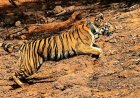 ‘लाडो’ बनी ‘हिरकणी’, Koyna Wildlife Sanctuary में शुरू हुआ प्राकृतिक विचरण