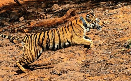 ‘लाडो’ बनी ‘हिरकणी’, Koyna Wildlife Sanctuary में शुरू हुआ प्राकृतिक विचरण