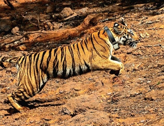 ‘लाडो’ बनी ‘हिरकणी’, Koyna Wildlife Sanctuary में शुरू हुआ प्राकृतिक विचरण