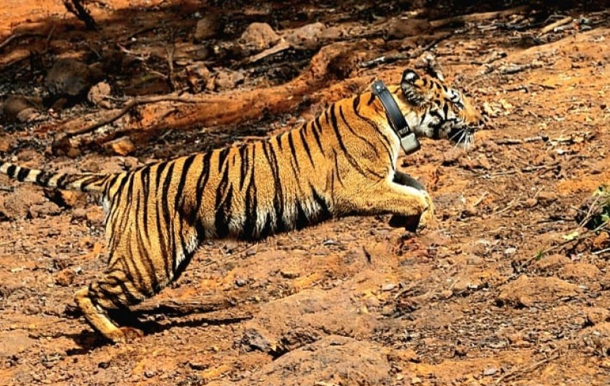 ‘लाडो’ बनी ‘हिरकणी’, Koyna Wildlife Sanctuary में शुरू हुआ प्राकृतिक विचरण