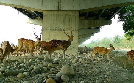NHAI and WII Study Highlights Effectiveness of Wildlife Mitigation Measures on Delhi–Dehradun Economic Corridor