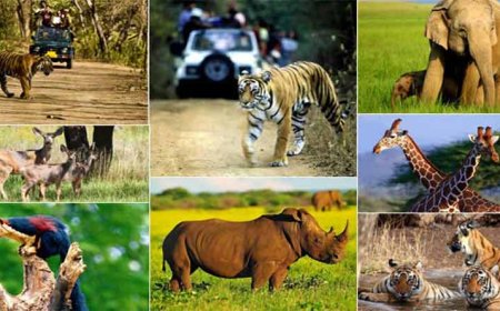 वन्य जीवों का सुरक्षा कवच बनेगा वाइल्ड लाइफ कॉरिडोर