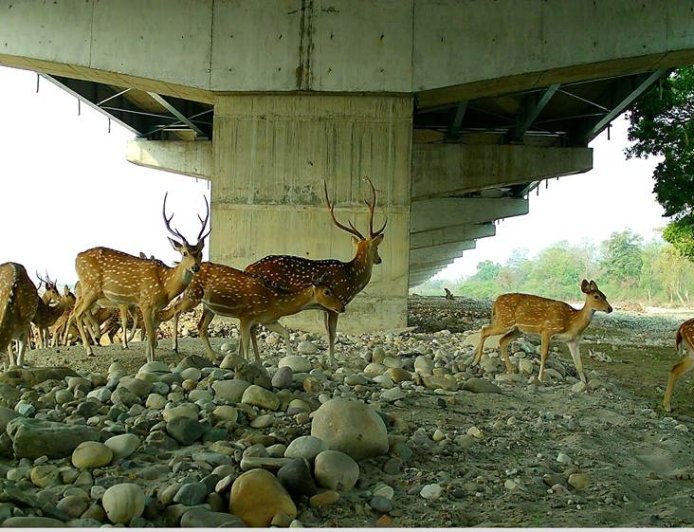 NHAI and WII Study Highlights Effectiveness of Wildlife Mitigation Measures on Delhi–Dehradun Economic Corridor