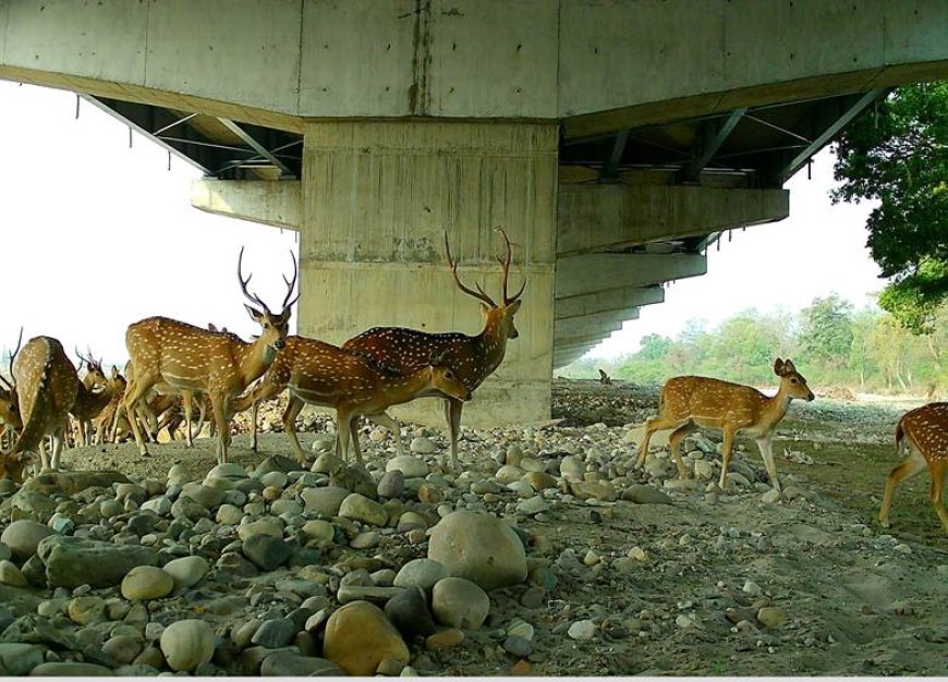 NHAI and WII Study Highlights Effectiveness of Wildlife Mitigation Measures on Delhi–Dehradun Economic Corridor